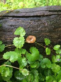 Polyporus arcularius image