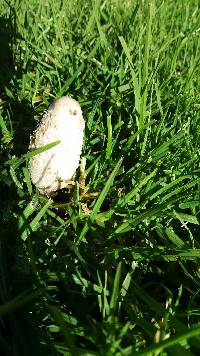 Coprinus comatus image