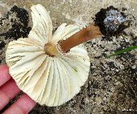 Chlorophyllum molybdites image