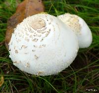 Chlorophyllum molybdites image