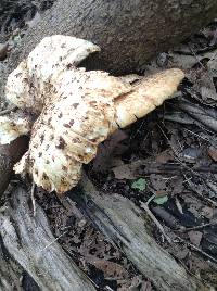 Polyporus squamosus image