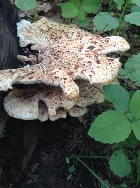 Polyporus squamosus image