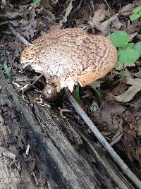 Polyporus squamosus image