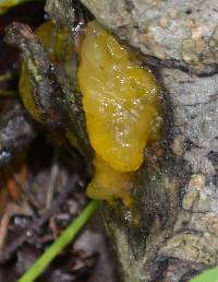 Tremella mesenterica image