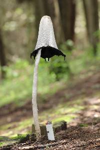 Coprinus comatus image