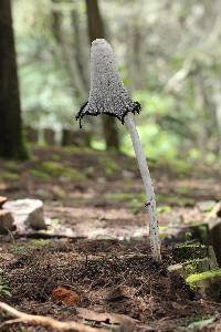 Coprinus comatus image