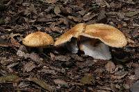 Agaricus augustus image