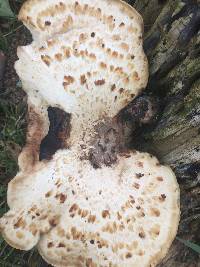 Polyporus squamosus image