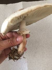 Chlorophyllum molybdites image