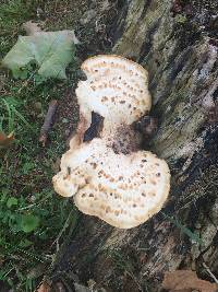 Polyporus squamosus image