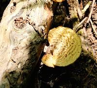 Polyporus squamosus image