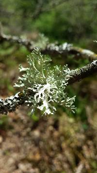 Evernia prunastri image