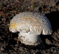 Amanita aprica image