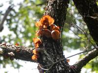 Auricularia auricula-judae image