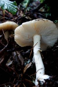 Amanita pantherina image