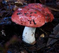 Russula silvicola image