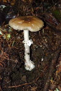 Amanita pantherina image