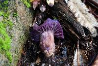 Laccaria amethysteo-occidentalis image