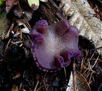 Laccaria amethysteo-occidentalis image