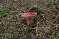 Russula sanguinaria image