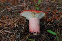 Russula sanguinaria image