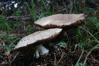 Agaricus xanthodermus image