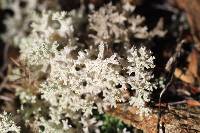 Cladia retipora image