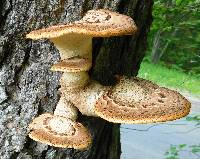 Polyporus squamosus image