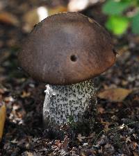 Leccinum scabrum image