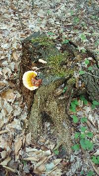 Ganoderma tsugae image