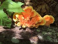 Laetiporus sulphureus image