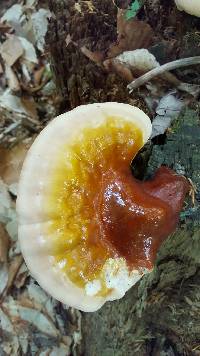 Ganoderma tsugae image