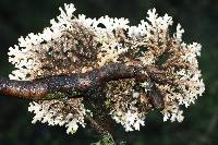 Pseudocyphellaria faveolata image