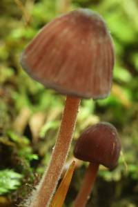 Mycena haematopus image