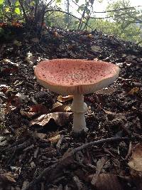 Amanita muscaria image