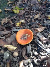 Amanita muscaria image