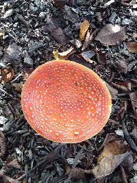 Amanita muscaria image