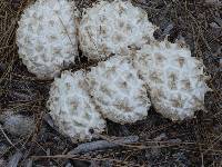 Calvatia sculpta image