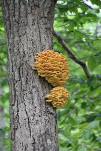 Laetiporus sulphureus image