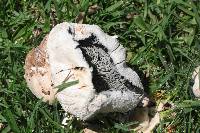 Chlorophyllum molybdites image