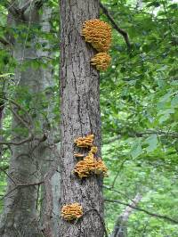 Laetiporus sulphureus image