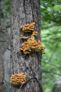 Laetiporus sulphureus image