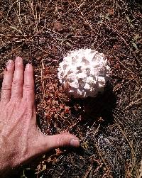 Calvatia sculpta image