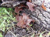 Auricularia auricula-judae image