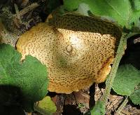 Polyporus squamosus image