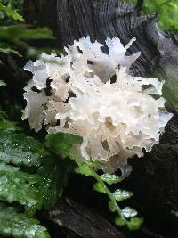 Tremella fuciformis image