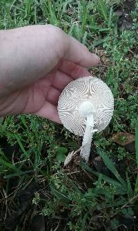 Amanita vaginata image