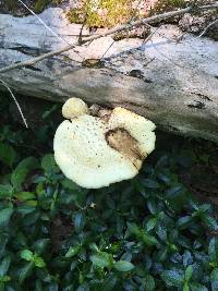 Polyporus squamosus image