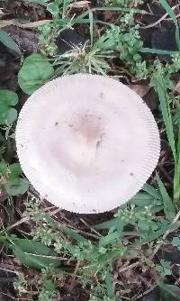 Amanita vaginata image