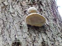 Fomitopsis pinicola image